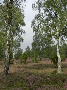 DSCN0908 Wacholderheide