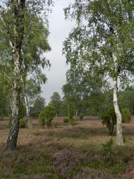 DSCN0908 Wacholderheide