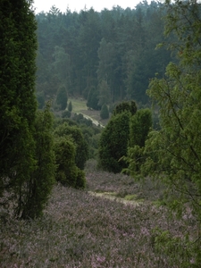 DSCN0920 Wacholderheide
