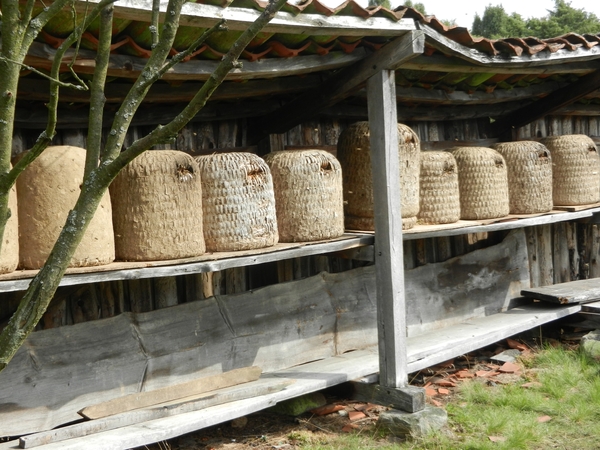 DSCN0949 Wacholderheide