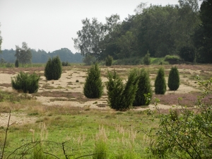 DSCN0954 Wacholderheide