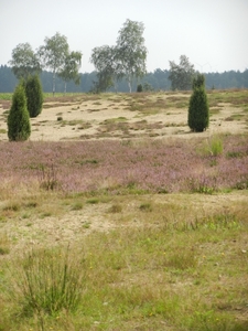 DSCN0955 Wacholderheide