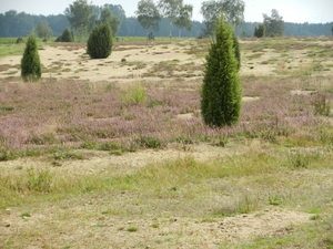 DSCN0957 Wacholderheide
