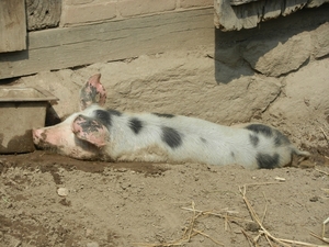 DSCN0993 Landwirtschaftsmuseum