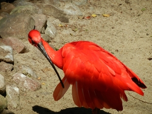 DSCN1215 Vogelpark Walsrode