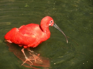 DSCN1220 Vogelpark Walsrode