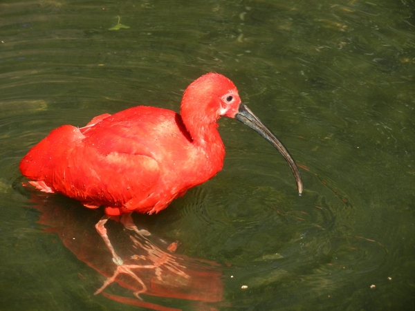 DSCN1220 Vogelpark Walsrode