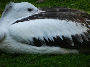 DSCN1227 Vogelpark Walsrode