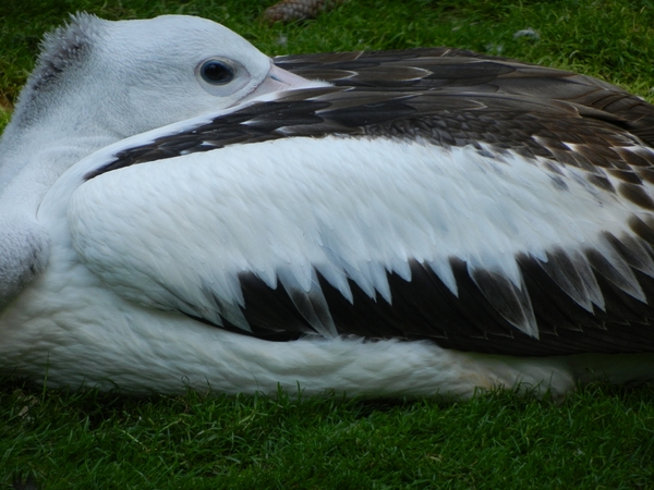 DSCN1227 Vogelpark Walsrode