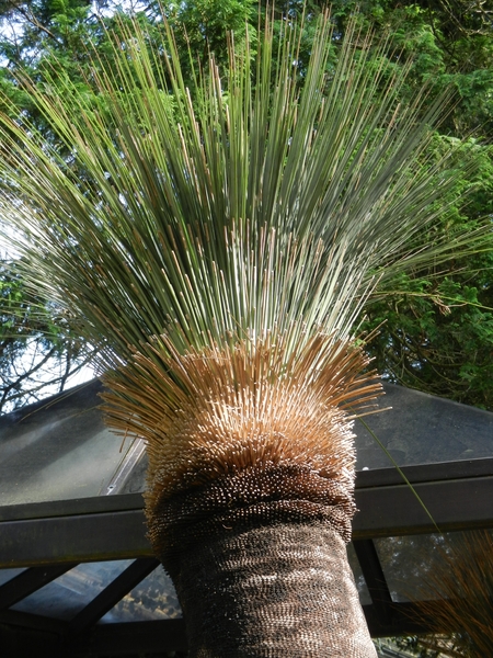 DSCN1230 Vogelpark Walsrode Grasboom