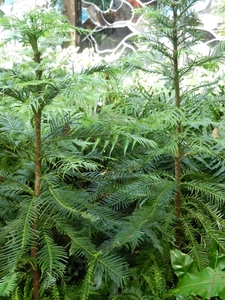 DSCN1238 Vogelpark Walsrode Wollemi Pine (zeldzaamste en oudste n