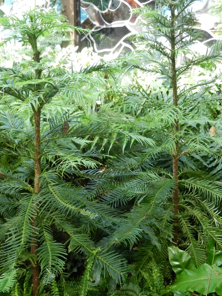 DSCN1238 Vogelpark Walsrode Wollemi Pine (zeldzaamste en oudste n