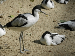 DSCN1255 Vogelpark Walsrode