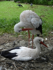 DSCN1314 Vogelpark Walsrode