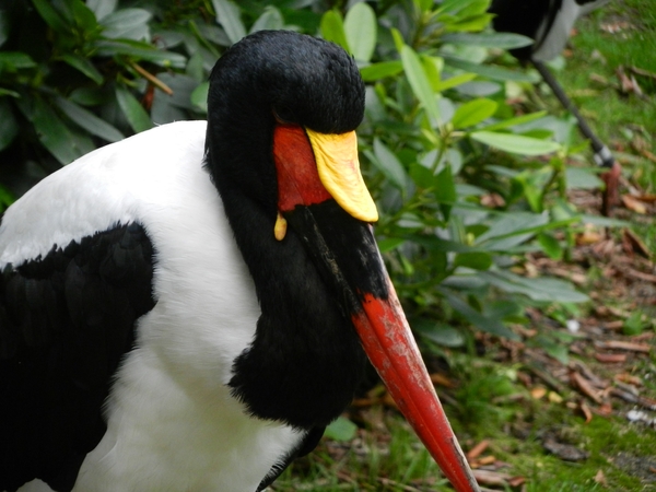 DSCN1318 Vogelpark Walsrode