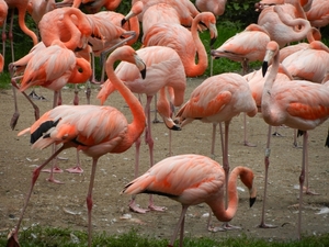 DSCN1323 Vogelpark Walsrode