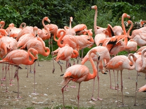 DSCN1324 Vogelpark Walsrode