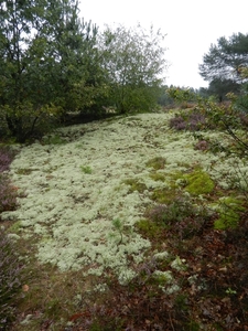 DSCN1334 Bodenteicher Heide