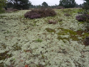 DSCN1335 Bodenteicher Heide