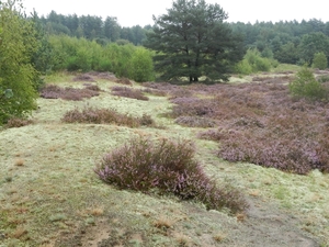 DSCN1337 Bodenteicher Heide