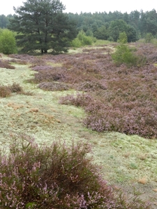DSCN1338 Bodenteicher Heide
