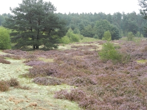 DSCN1339 Bodenteicher Heide