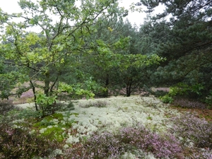 DSCN1340 Bodenteicher Heide