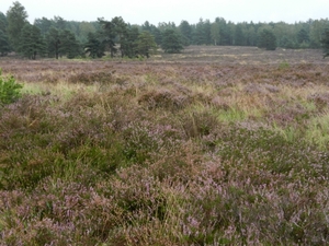 DSCN1343 Bodenteicher Heide