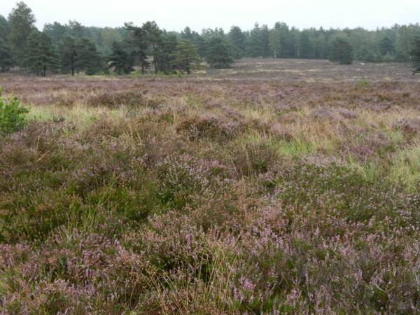 DSCN1343 Bodenteicher Heide