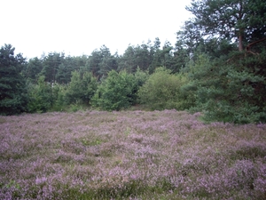 Luneburgerheide 24-8 tot en met 28-8-2011 002