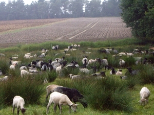 Luneburgerheide 24-8 tot en met 28-8-2011 015