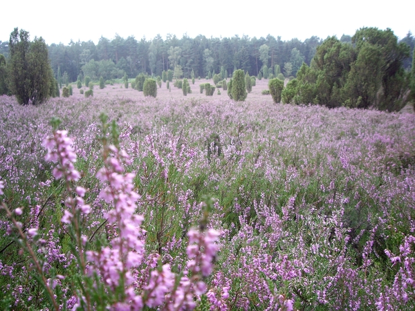 Luneburgerheide 24-8 tot en met 28-8-2011 028