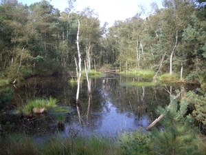 Luneburgerheide 24-8 tot en met 28-8-2011 054