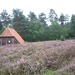 Luneburgerheide 24-8 tot en met 28-8-2011 062