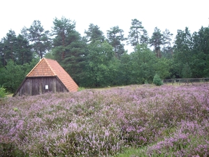 Luneburgerheide 24-8 tot en met 28-8-2011 062