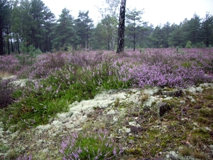 Luneburgerheide 24-8 tot en met 28-8-2011 069