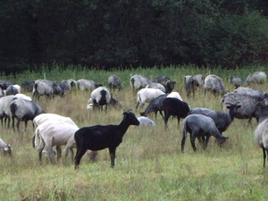 Luneburgerheide 24-8 tot en met 28-8-2011 090