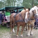 Luneburgerheide 24-8 tot en met 28-8-2011 102