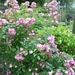 Moschata rozen