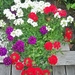 Verbena