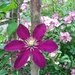 Clematis