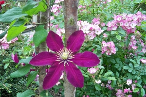 Clematis