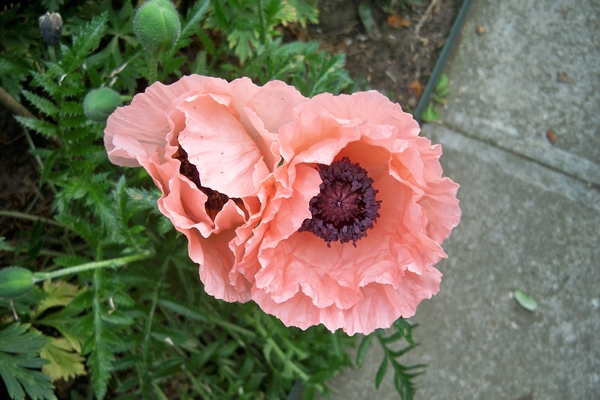 Bloemen