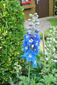 Delphinium