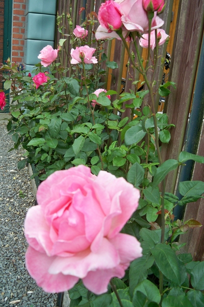 Bloemen