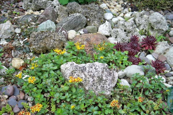Bloemen