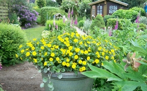 De tuin in juni 2011