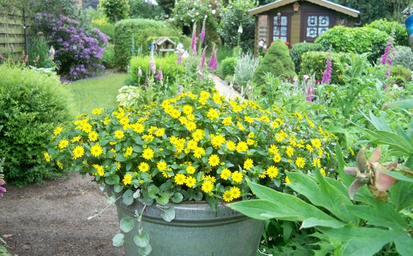 De tuin in juni 2011