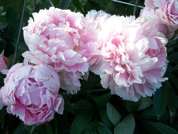 Bloemen