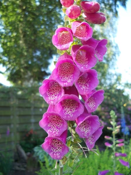 Bloemen